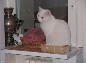 наш Лапушка