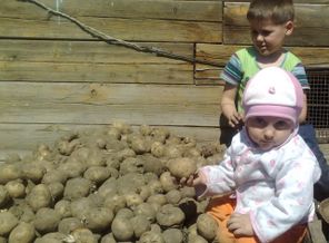 Представьте меня, на дачу везя, забыли сказать, что не буду играть! Картофель я перебираю, об играх уж и не мечтаю...