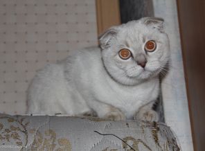 моя кошечка)