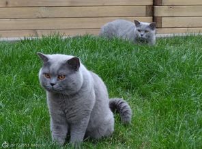 Антон. Папа наших первых котят. Жених Беллы.))