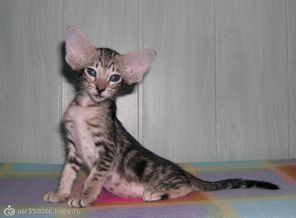ориентальный котик