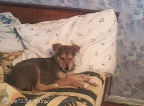 dOg6FF9yjVY