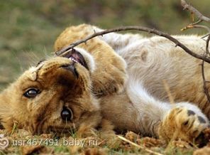 young-african-wildlife-safari-lion-cub-on-back-chewing-w-michael-poliza-b