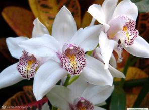flowers46