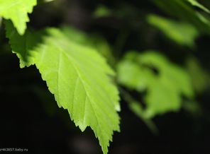 IMG_0594