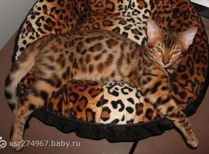 понравившийся кашак)