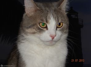 наш котэ)