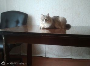 главное блюда стола