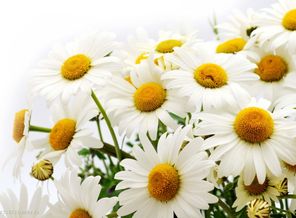 field-photo-165