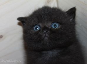 Афиночка. Дочка нашей Беллы.