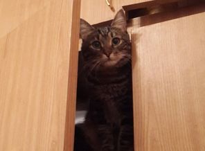 мой котик который вызывает чувство радости