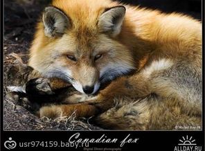 1227221845_003_roy
