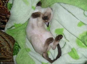 мой котейка