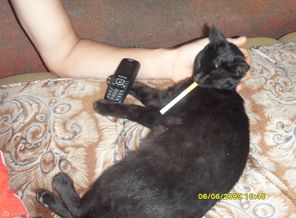 моя котяра после тяжелого дня отдыхает...