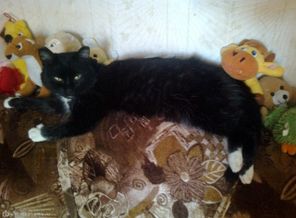 мой котейко