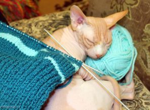 Котечка спит)