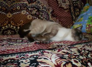 мой котейка