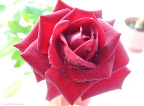 DSC00019