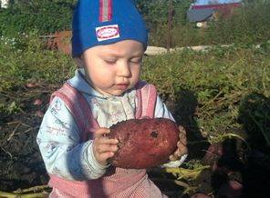 У природы нет плохой погоды-пора бы и картошечку собрать)
