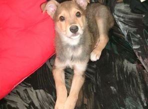 БаксиК