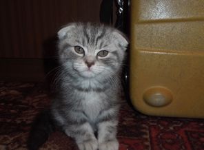 нам 2 мес.
