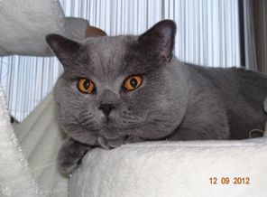 Антон. Папа наших первых котят. Жених Беллы.))