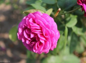 IMG_8415