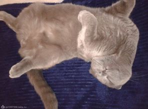 наш кот Честер