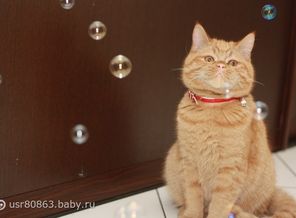 Абрикос, Кося, Косинус,Константин