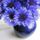 Cornflower